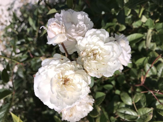 thumb 2016 09 25 IMG 0015