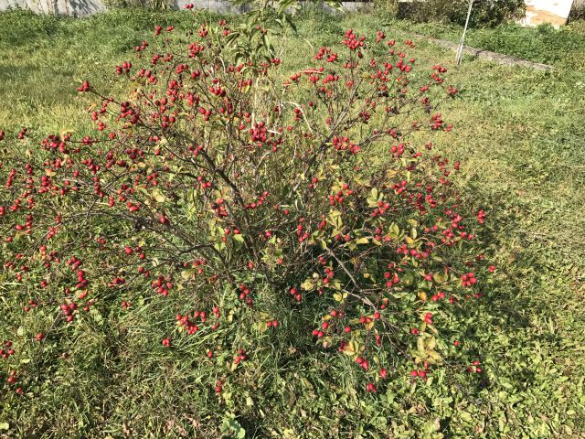 thumb 2016 09 26 IMG 0045